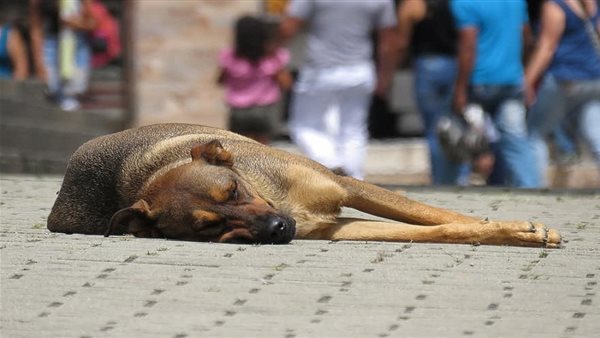 كلب-أرشيفية