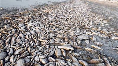 نفوق أعداد كبيرة من أسماك البوري والبلطي بشط المكس بالإسكندرية.. وعلوم البحار تشكل لجنة لمعرفة أسبابه