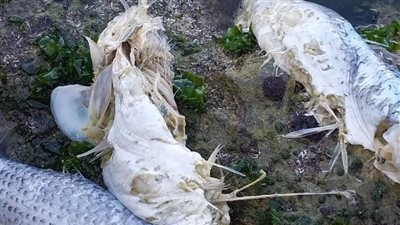 تفاصيل نفوق كميات كبيرة من أسماك البلطي والبوري على شاطئ المكس بالإسكندرية | بث مباشر