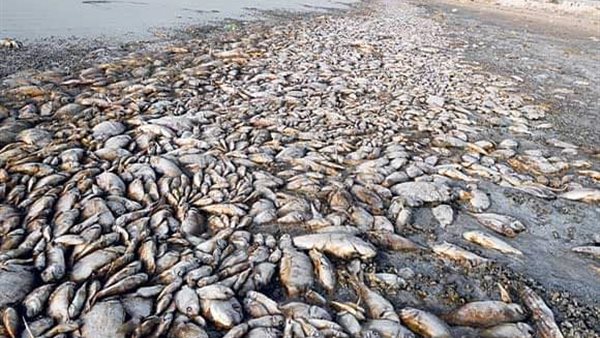 نفوق الأسماك بشط