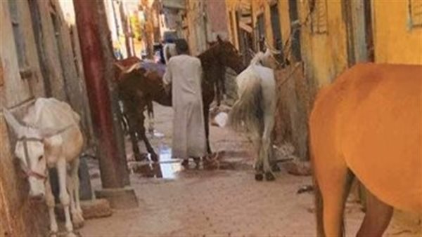 خيول وحمير تغلق أحد