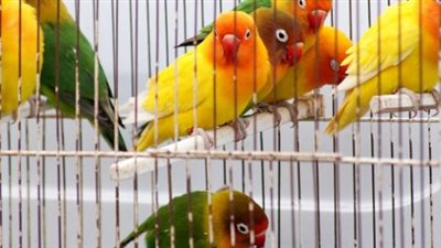 هل يجوز تربية العصافير في أقفاص؟.. أمين الفتوى يكشف الحكم الشرعي