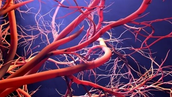  الأوعية الدموية