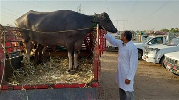 تحصين الماشية بالأقصر