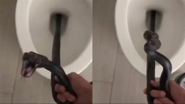 ثعبان بالمرحاض