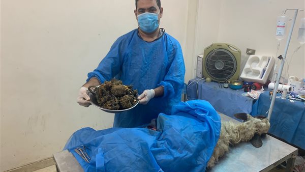 عملية جراحية لخروف