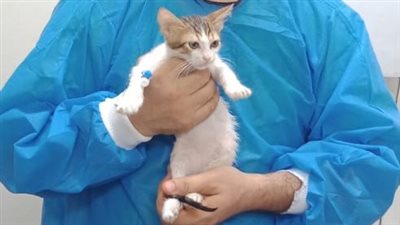 إنقاذ قطة شوارع كفيفة تعرضت للإجهاض وأخرى مصابة في حادث| صور