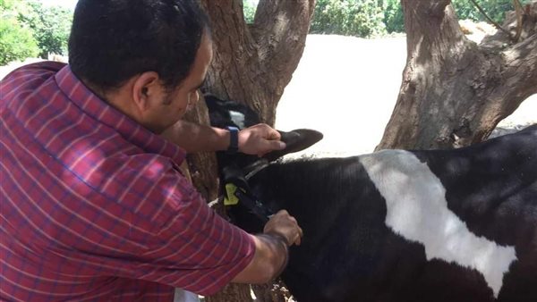 الطب البيطري بالمنيا