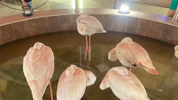 طيور فلامنجو داخل