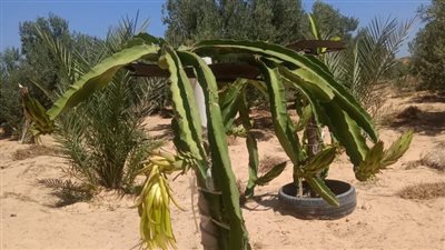 نجاح زراعة فاكهة الدراجون فروت في شمال سيناء.. وصاحب مزرعة: لم أتوقع الإقبال على شرائها | صور