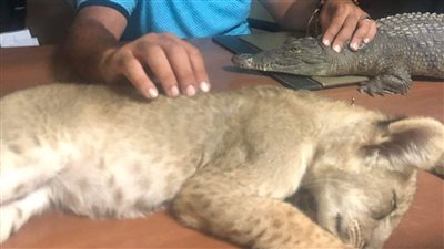 بينها أسد وتمساح.. ضبط حيوانات محظورة بأحد شواطئ الغردقة