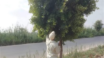 زراعة أشجار زينة ومثمرة بمركزين في المنيا ضمن مبادرة زراعة 100 مليون شجرة