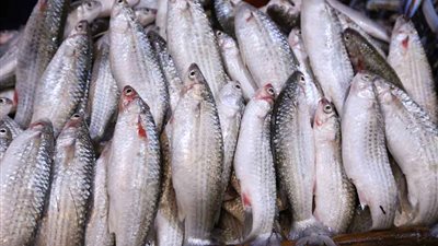 أسعار السمك اليوم الأحد 19 أبريل 2020 في مصر