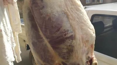 ضبط 2 طن أسماك ولحوم غير صالحة للاستهلاك الآدمي بالشرقية (صور)