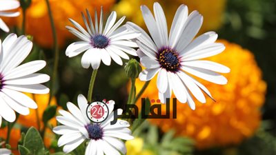 “الزراعة” توضح حقيقة افتتاح معرض زهور الربيع بعد العيد