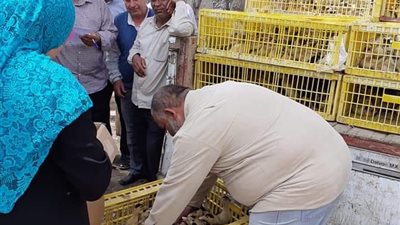 “مشروع قرية منتجة”.. رئيس مدينة المحمودية: تسليم 660 بطة مسكوفي لـ33 أسرة (صور)