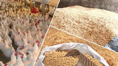 “الزراعة” توضح حقيقة انتشار أعلاف دواجن فاسدة في الأسواق