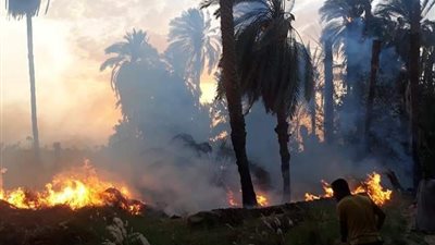 حريق يلتهم أرض زراعية وأشجار النخيل فى سوهاج (صور)
