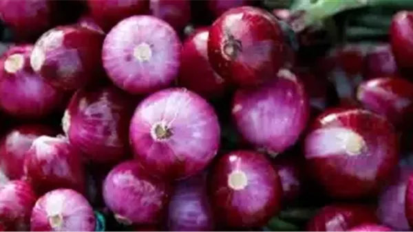 أسعار البصل