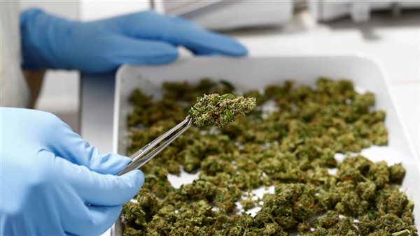 حشيش - أرشيفية 