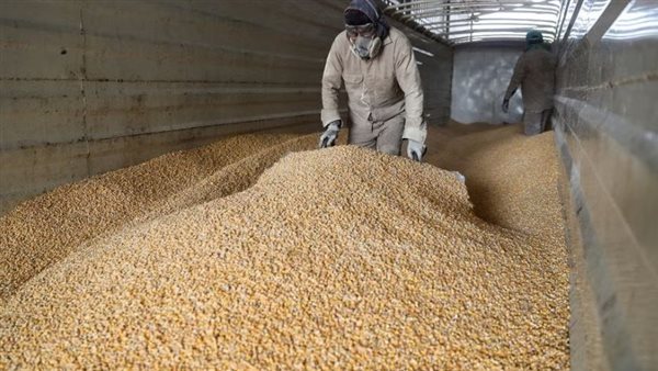 ذرة معدلة وراثيا