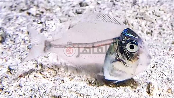 سمكة شفافة قبال سواحل