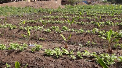 فائدة صفرية.. كيف تحصل على قرض الري الحديث من البنك بدون فوائد؟ 