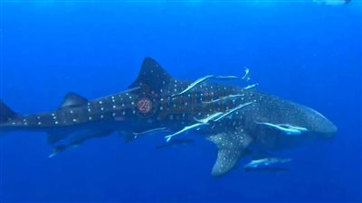 بهلول يعاود الظهور.. رصد القرش الحوتي قبالة سواحل سفاجا| صور