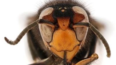 الدبابير القاتلة تظهر في الولايات المتحدة الأمريكية