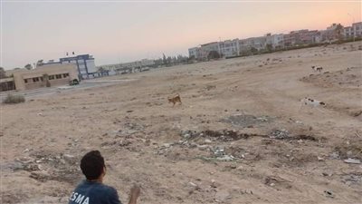الطب البيطري بالمنوفية يشن حملة لتحصين الكلاب الضالة في شوارع السادات | صور