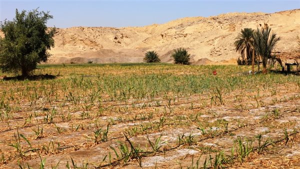 اراضي زراعيه 