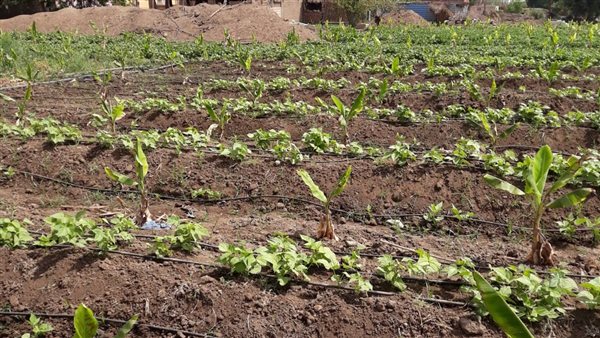 الأراضي الزراعية