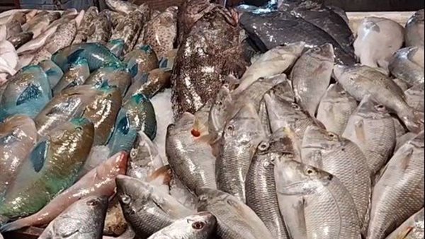 أسعار الأسماك اليوم