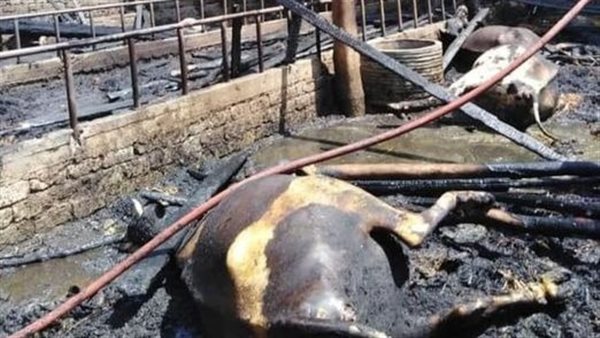 حريق حظيرة المواشي