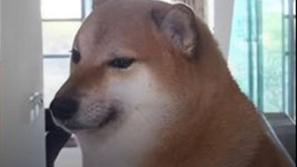 أشهر كلب ميمز في