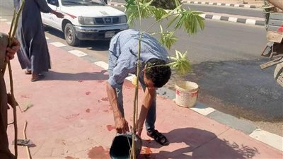 لإضفاء المظهر الجمالي.. زراعة أشجار مثمرة وزينة بمراكز المنيا ضمن مبادرة 100 مليون شجرة
