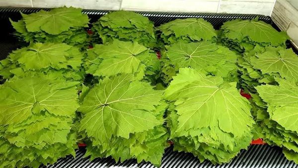 طريقة حفظ ورق العنب