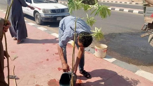 زراعة الأشجار بالمنيا