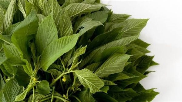 طريقة حفظ الملوخية