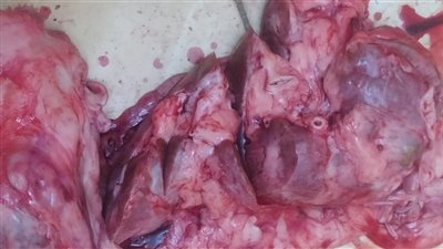 ضبط كميات من اللحوم الفاسدة خلال حملة تفتيشية بأسيوط