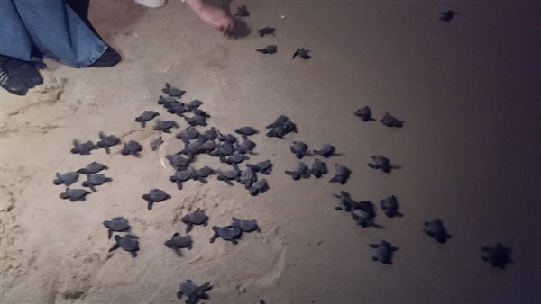 فقس السلاحف على شاطئ