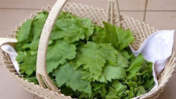 تخزين ورق العنب