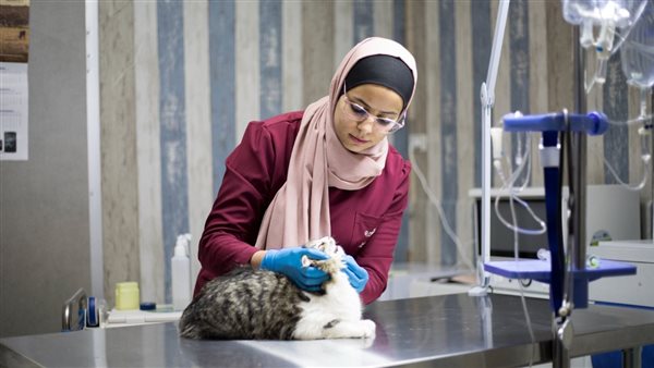 تنسيق كلية طب بيطري