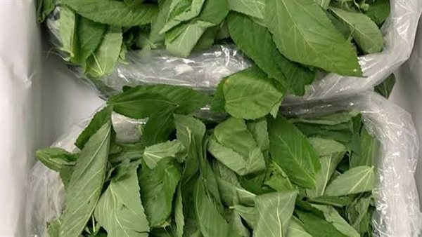 طريقة تخزين الملوخية