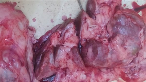 ضبط لحوم فاسدة بأسيوط