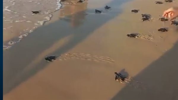 لحظة إطلاق صغار السلاحف