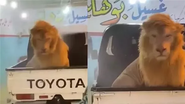 أسد في مغسلة سيارات