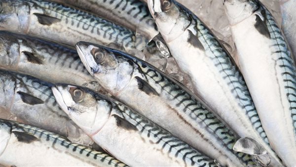 سمك الماكريل 