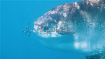 أثقل أنواع الأسماك بالعالم.. ظهور جديد لـ سمكة الشمس في مرسى علم | بث مباشر