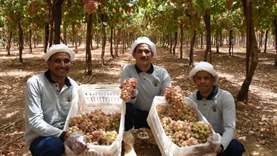 السيسي لـ الإعلاميين خلال جولتهم في توشكى: الدولة تسير بشكل جيد وأطمئن المواطنين